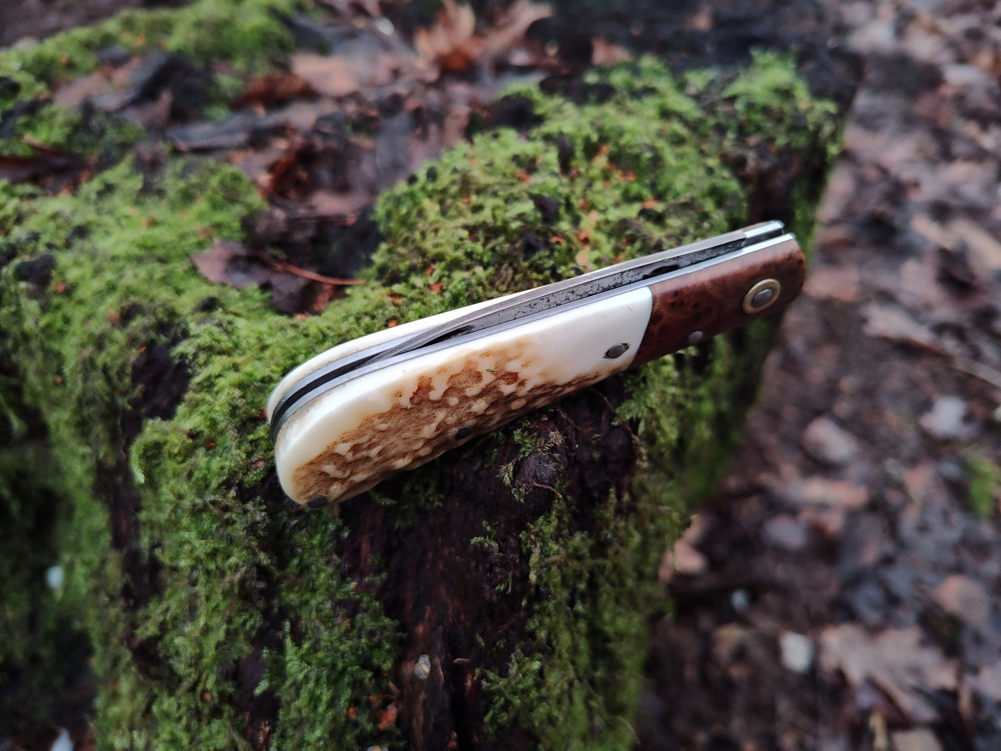 Hand-forged Wharncliffe Slipjoint / UK Legal Folding Knife / Carbon Steel Blade with Ash Burl & Stag Handle
