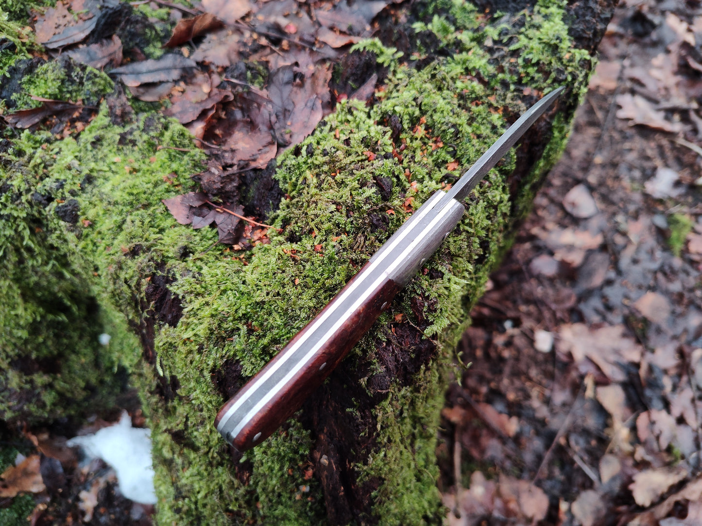 Hand-forged Wharncliffe Slipjoint / Pattern Welded Damascus Blade / Wrought Iron Bolsters and Beech Burl Scales / UK Legal Carry / Bog Yew & Antler Handle